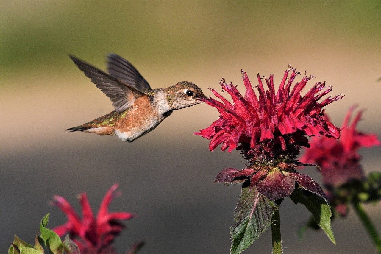 cele-mai-bune-plante-pentru-a-atrage-colibri-in-gradina-ta.jpg